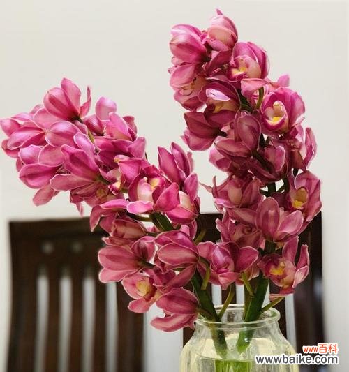 大花蕙兰的花语与传统文化相融合,展现深厚内涵 大花蕙兰花语