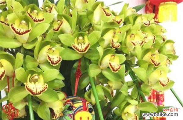 大花蕙兰的花语与传统文化相融合,展现深厚内涵 大花蕙兰花语