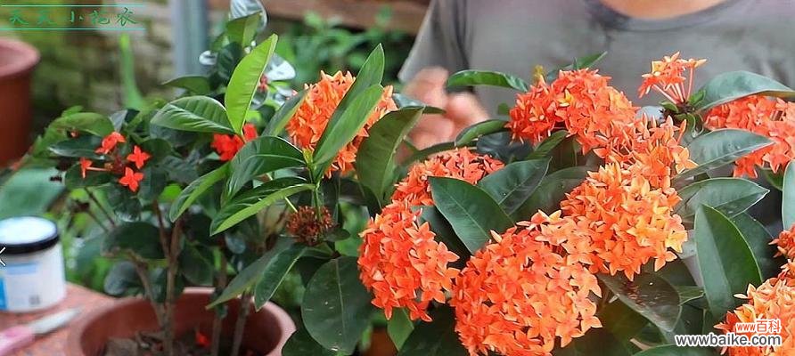 盛夏花海的美丽景色与独特魅力 夏日花海