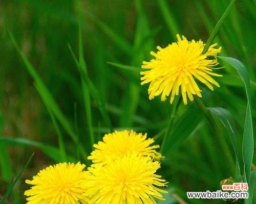 盛夏花海的美丽景色与独特魅力 夏日花海