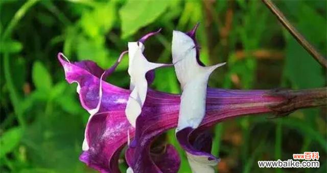 探寻代表死亡的花的意义与传说 花开墓地——揭示代表死亡的花的神秘