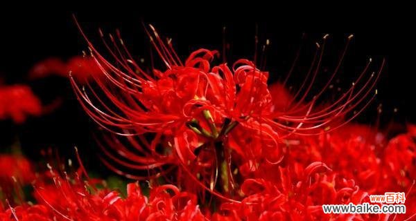 探寻代表死亡的花的意义与传说 花开墓地——揭示代表死亡的花的神秘