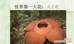 一个关于勇气、友情和成长的故事 《大王花花的成长奇遇记》