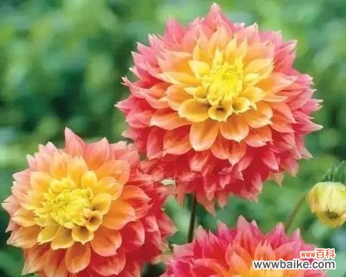 探索大丽花的象征意义及其在人们生活中的应用 大丽花的花语与寓意