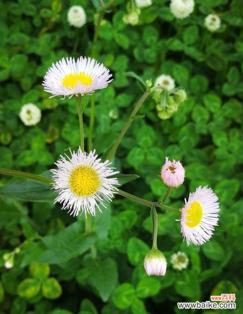 揭秘暗恋花语,解读内心情感的微妙表达 美丽的暗恋花——探索代表暗恋的花语之谜