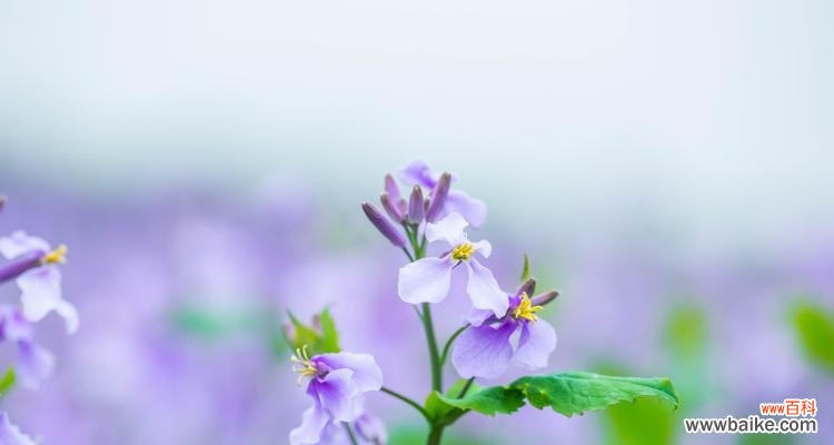 揭秘暗恋花语,解读内心情感的微妙表达 美丽的暗恋花——探索代表暗恋的花语之谜