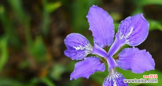 揭秘暗恋花语,解读内心情感的微妙表达 美丽的暗恋花——探索代表暗恋的花语之谜