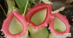 探寻花的生命循环及象征意义 花开花谢，代表毁灭与重生的花的意义