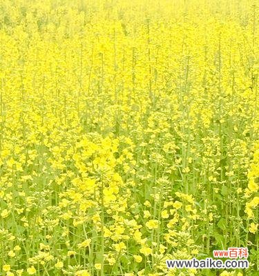 盛开于春天的15种代表花卉与花海 春天的花海