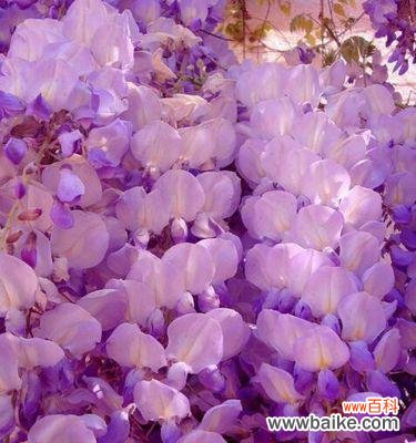 代表暗恋与守护的花语探秘 花开时节,情心相印