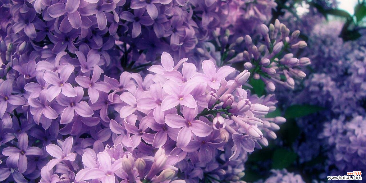 代表暗恋与守护的花语探秘 花开时节,情心相印