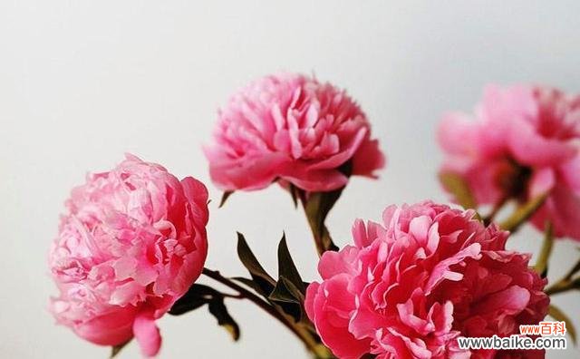 探寻代表爱情与忠诚的花朵之美 永恒的花朵