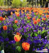 探寻代表爱情与忠诚的花朵之美 永恒的花朵