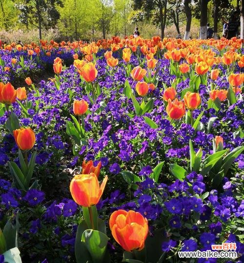 探寻代表爱情与忠诚的花朵之美 永恒的花朵