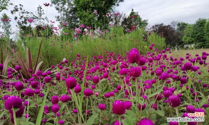 以玫瑰为代表的友情花海,诉说着无尽的情谊 友情之花——盛开在心间的真挚情谊
