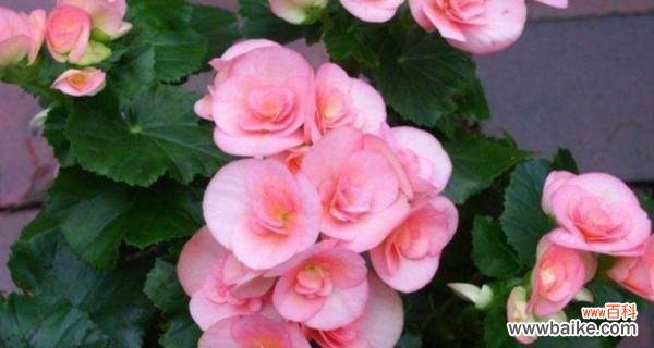 以玫瑰为代表的友情花海,诉说着无尽的情谊 友情之花——盛开在心间的真挚情谊