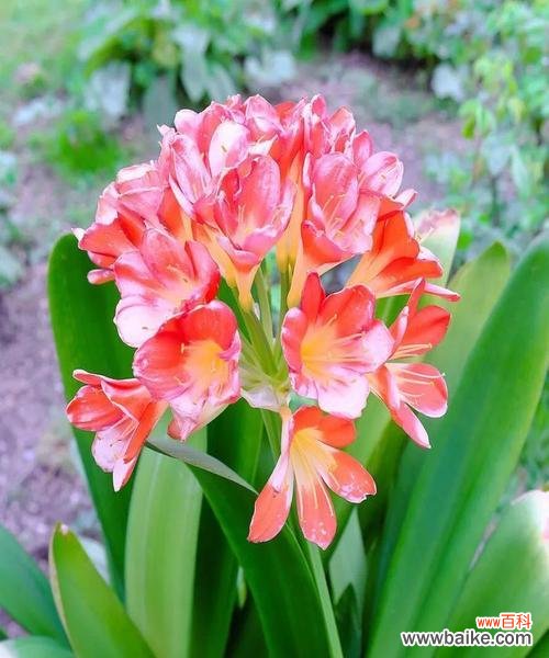 用花语传递友情的深刻意义 友情花开,情谊永留