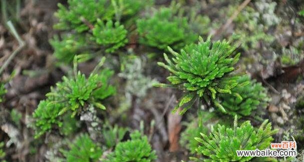 探索自然中的希望之花 生命与希望