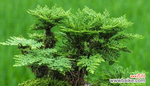 探索自然界中生命的奇迹 生命力顽强的植物