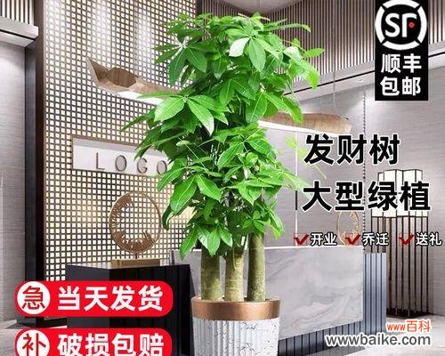 探寻象征事业成功的植物世界 植物中象征事业步步高升的神奇力量