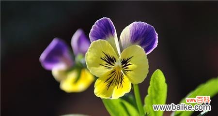 探索思念之美 寄情植物