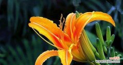 以植物为媒介 植物团结的象征力