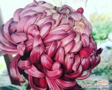 探索自然世界中最美的付出之美 植物中的无私奉献