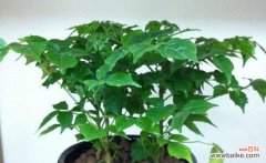 以植物为媒介 幸福之花