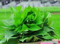 探寻象征幸福和好运的绿色守护 拥有幸运之意的植物