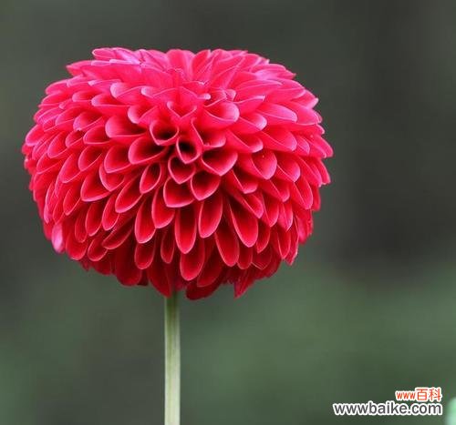 乒乓菊的花语含义是什么?