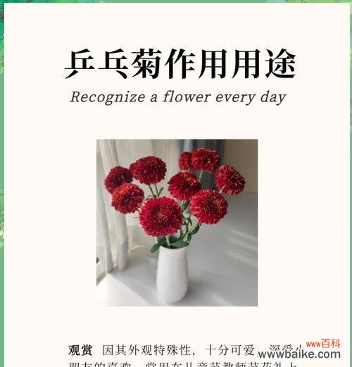 乒乓菊的花语含义是什么?