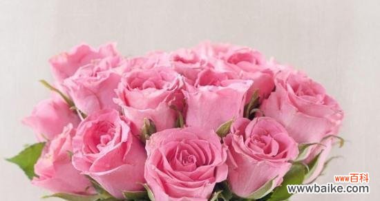 18朵粉色玫瑰花代表什么？粉色玫瑰花语中有哪些特别的含义？