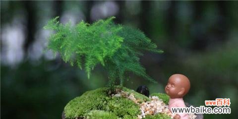 揭开植物背后的神秘符号与象征意义 植物的象征意义与文化传承