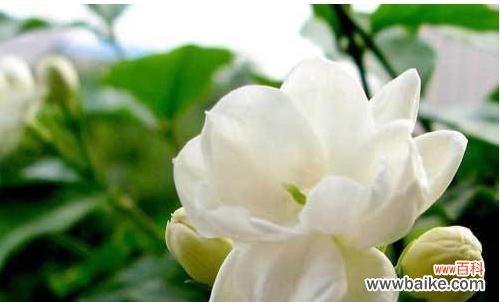 绿钻开花代表什么?它的花语有何深意?