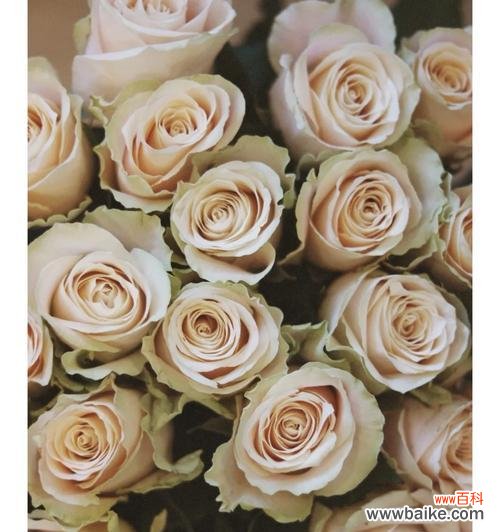 绿钻开花代表什么?它的花语有何深意?