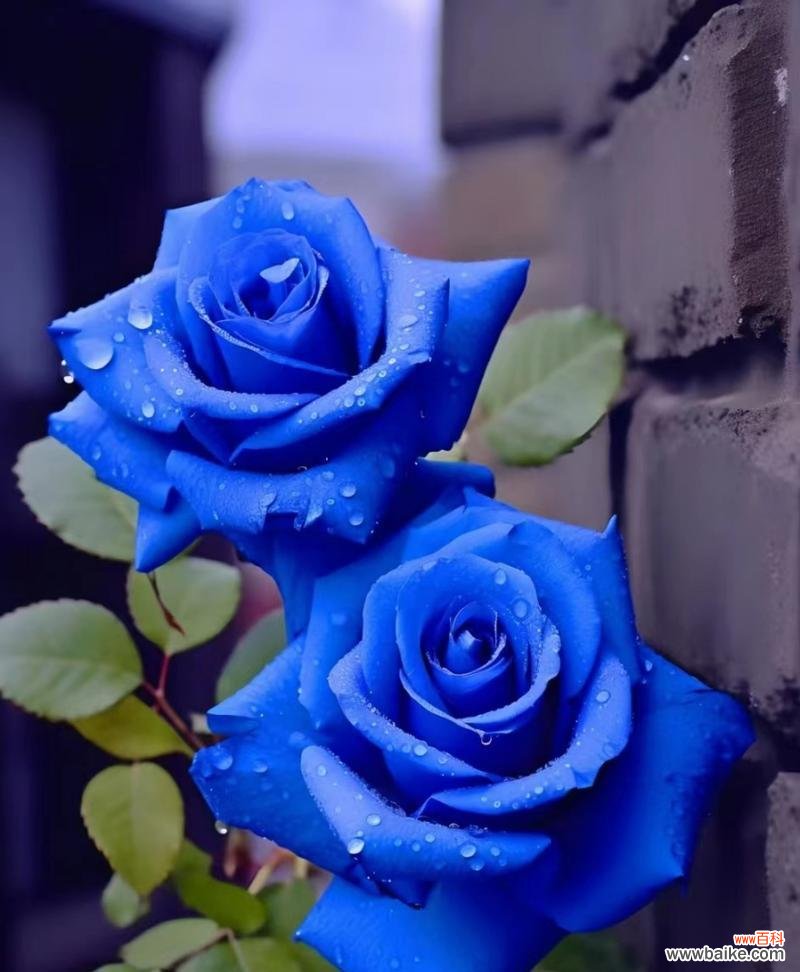 《蓝色妖姬》玫瑰代表什么花语?