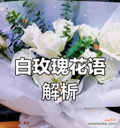白色玫瑰的花语和寓意是什么？