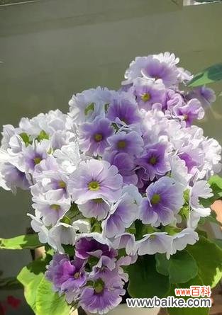 四季樱草花的花语有哪些含义？