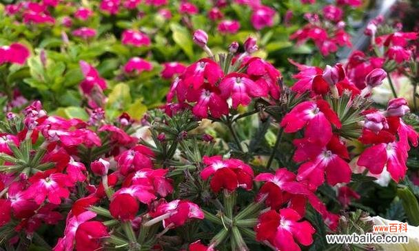 四季樱草花的花语有哪些含义？