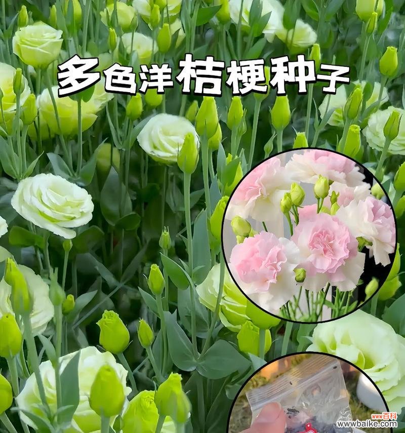 四季樱草花的花语有哪些含义？
