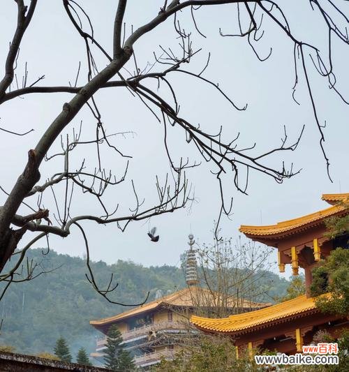 福禄呈祥花语是什么?福禄呈祥的寓意是什么?