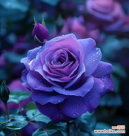 紫玫瑰象征着哪些情感？