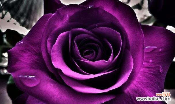 紫玫瑰象征着哪些情感？