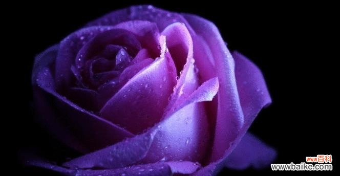 紫玫瑰象征着哪些情感？