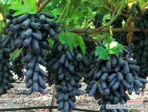 两串葡萄代表什么含义？