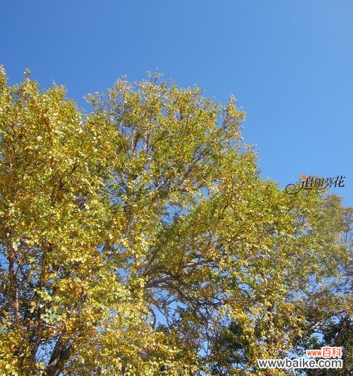 爱心岛充满花语代表什么？花语在爱心岛的意义是什么？