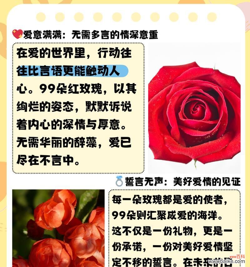 菩萨玫瑰的花语和寓意有哪些?