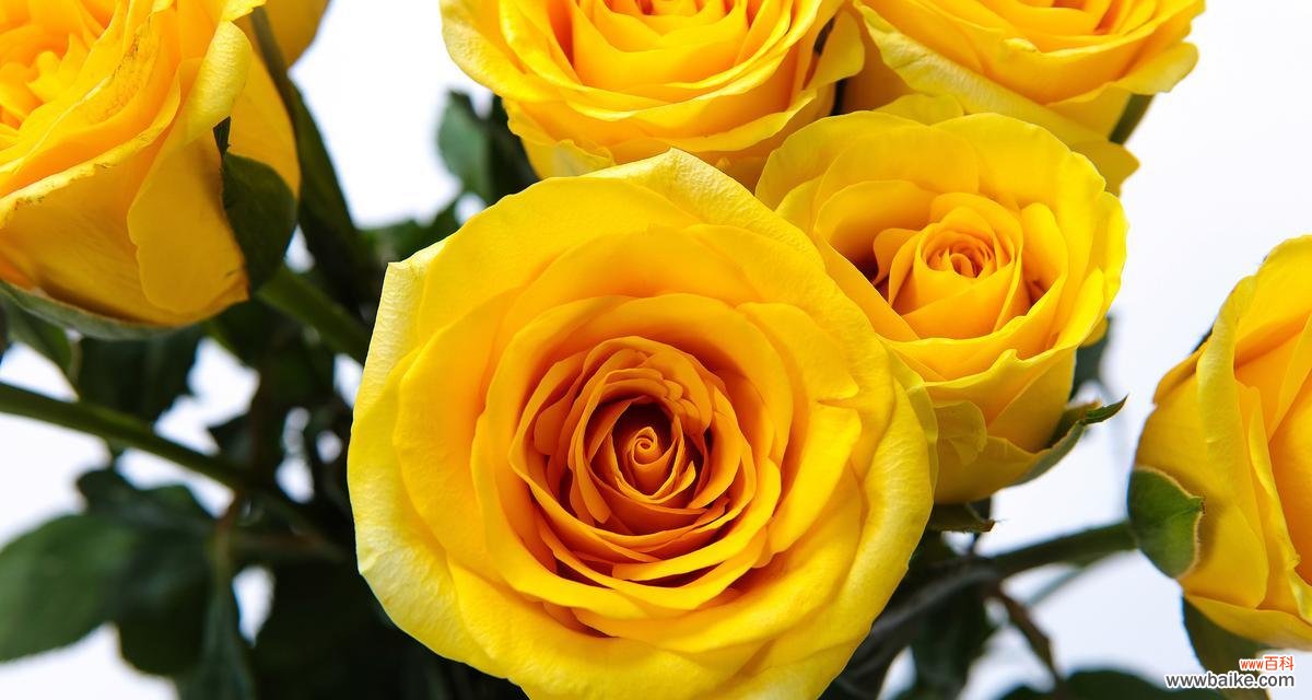 菩萨玫瑰的花语和寓意有哪些?