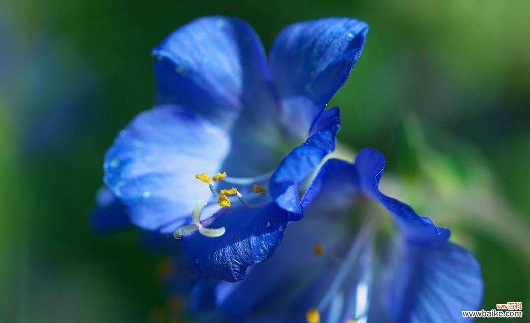 蓝色心情花语有何寓意？表达怎样的情感？