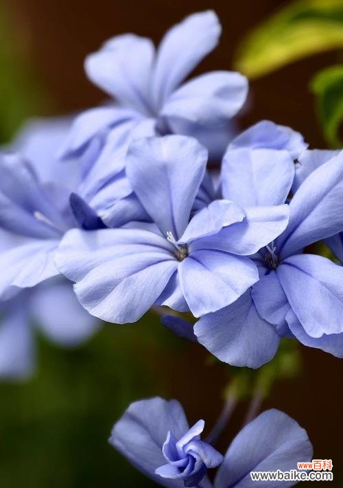 蓝色心情花语有何寓意？表达怎样的情感？